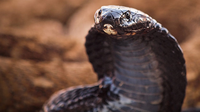 Black-Necked Spitting Cobra