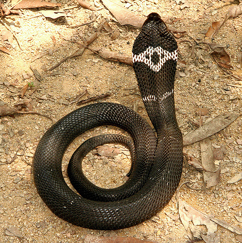 Chinese Cobra