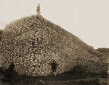 Mound of Bison Skulls Used as Fertilizer (1870)