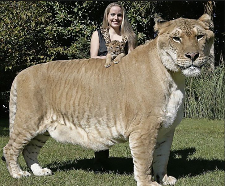 A real life liger - this beauty is a half lion and half tiger.