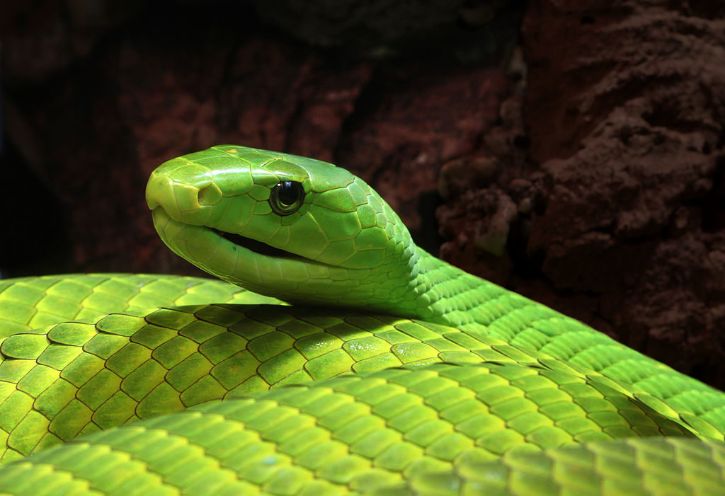 Eastern Green Mamba