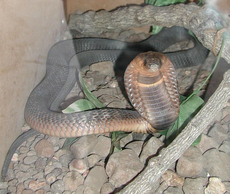 Egyptian Cobra