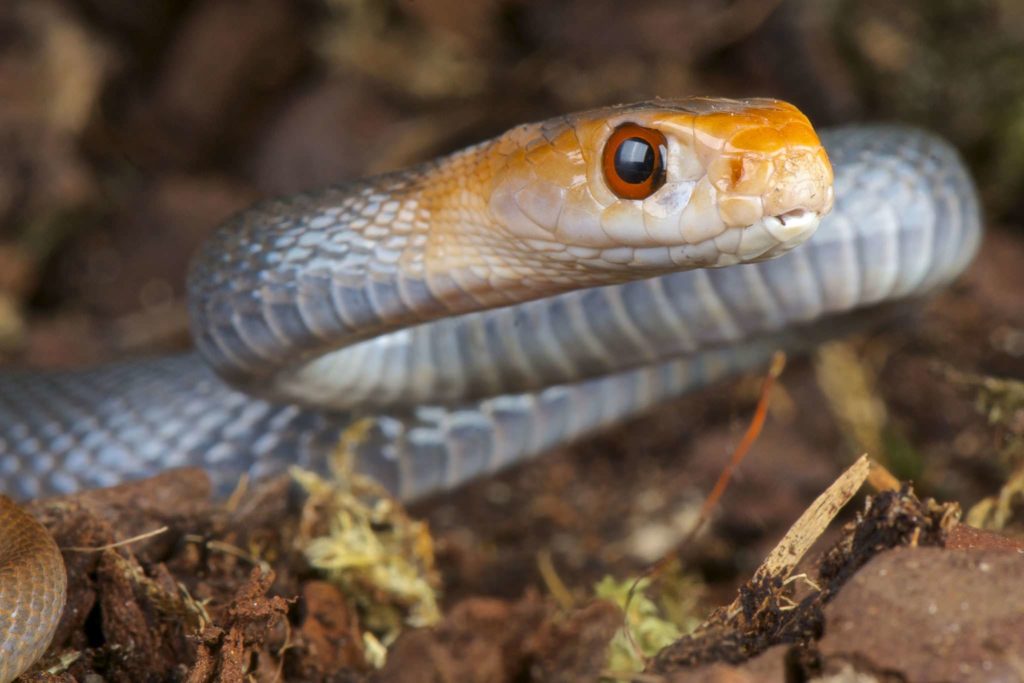 Costal Taipan