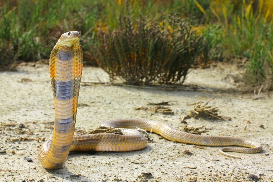 Caspian Cobra