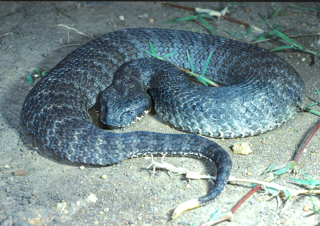 Common Death Adder