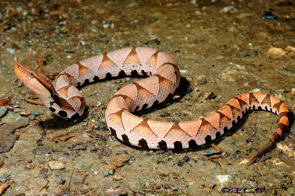 Sharp-Nosed Pit Viper