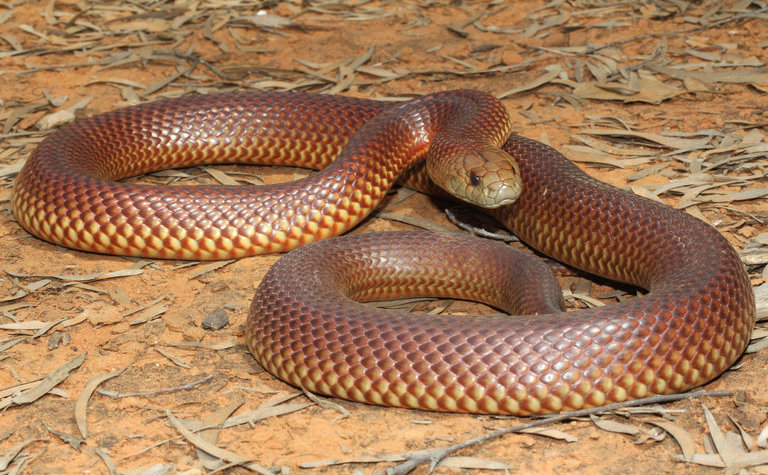 King Brown Snake