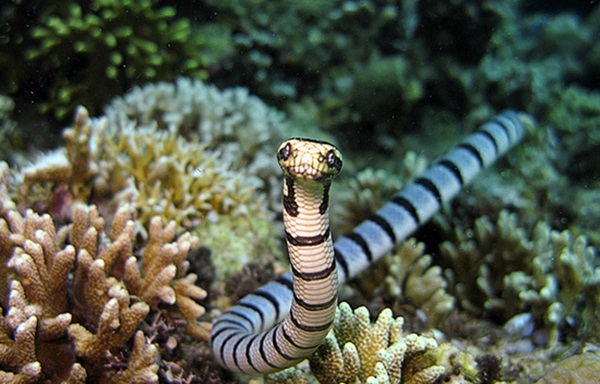 Sea Snake