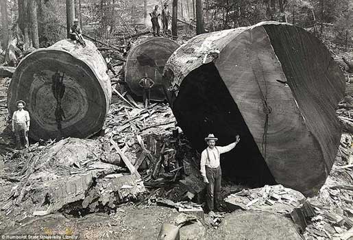 Lumberjacks Pose in the Redwood Forest