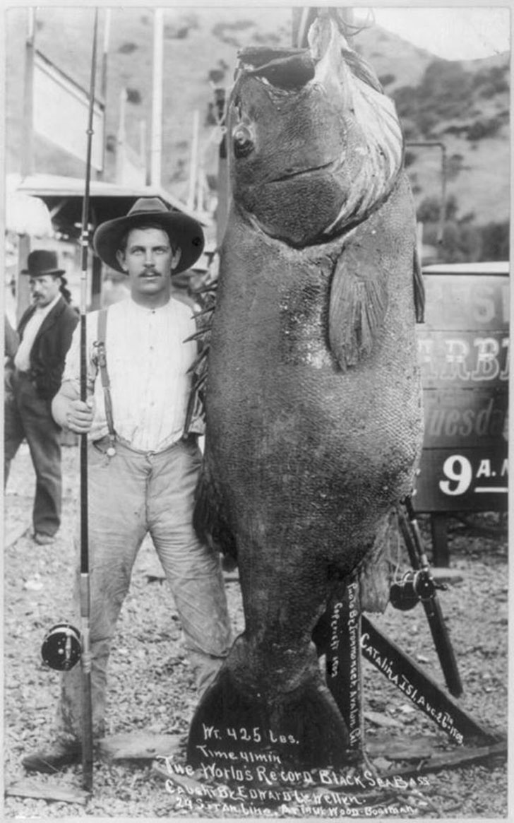 A fisherman caught a monster Black Sea Bass – 1903