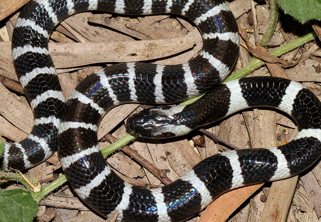 Many-Banded Krait