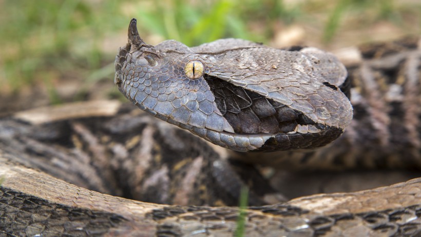 Gaboon Viper