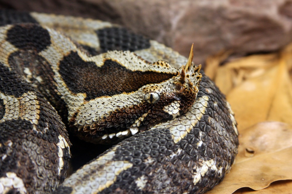 Rhinoceros Viper