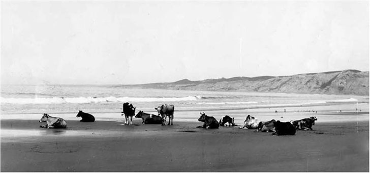 Southern California beaches had more cows than people