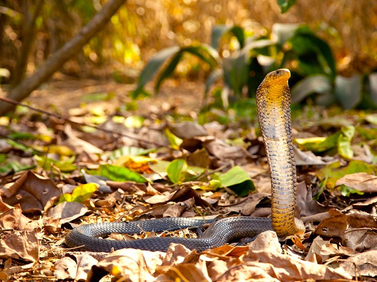 Forest Cobra