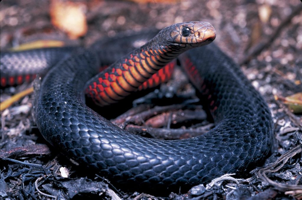 Red-Bellied Black Snake